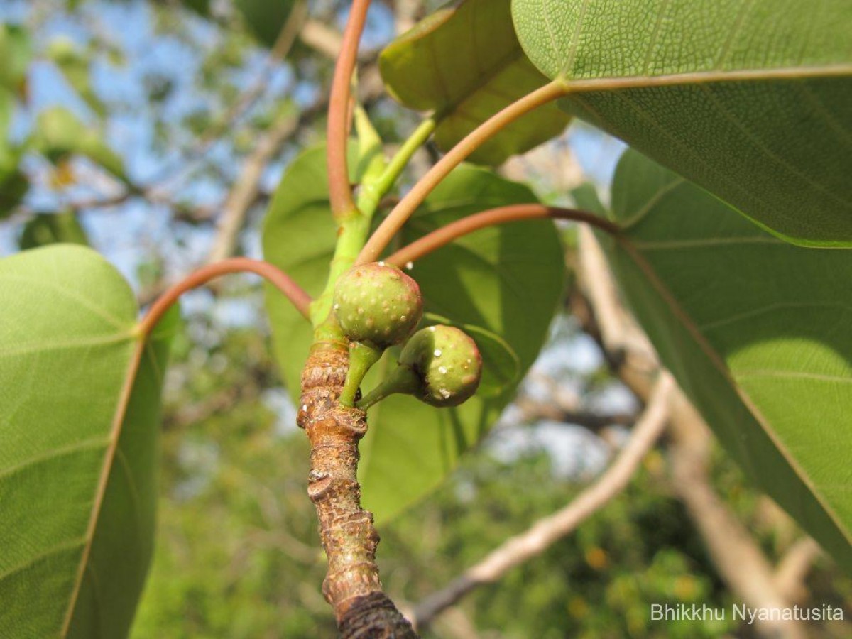 Ficus arnottiana (Miq.) Miq.